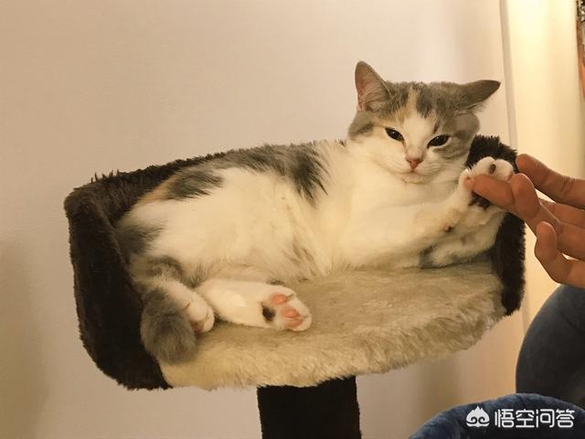猫猫水果后续:猫能吃水果吗？会有什么害处么？