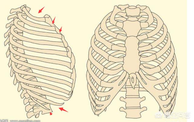 右侧第七八根肋骨骨折怎么办 温州老年病医院李医生的回答 头条问答