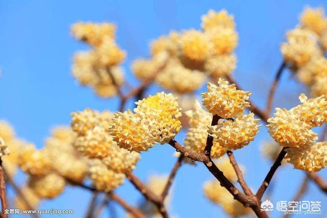 长芒杜英果实结构:长芒杜英果实高清大图 如何让芒果果实个头均匀？