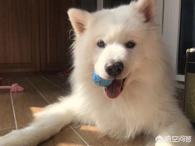 人疯狗病症状都有什么:人和宠物可能共患的疾病有哪些？ 人得疯狗病症状怎么治