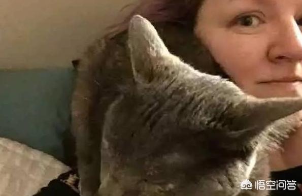 头条问答- 猫咪睡在脸边是什么意思？(68个回答)