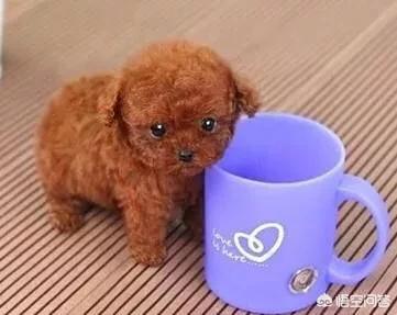 的茶杯犬的图片:茶杯犬图片可爱图片 有没有和我一样不喜欢泰迪？