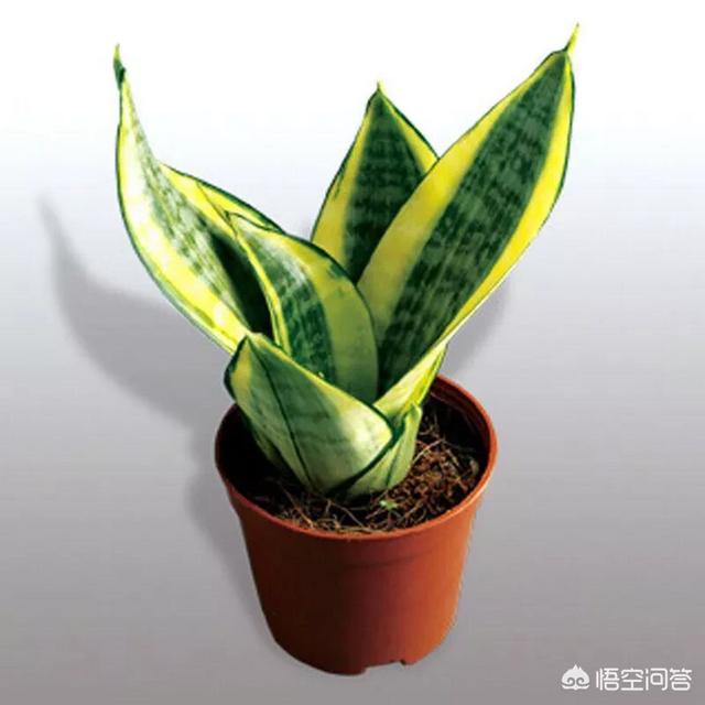 虎皮兰的养殖方法和注意事项:虎皮兰的养殖方法和注意事项图 刚上盆的虎尾兰应该怎么养护？