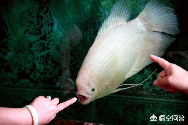 招财鱼身上有红斑:我养的是鹦鹉鱼和招财鱼，为什么招财总是死？