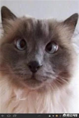 猫咪搞笑图:谁有搞笑的动物、宠物的图片可以分享一下？ 猫咪搞笑图片带字图片