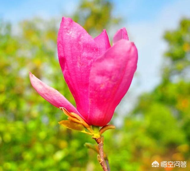 悟空问答 玉兰花和辛夷花是不是一种花呢 Whitedeer的回答 0赞