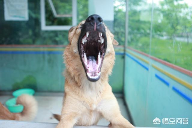 苏牧犬聪明吗:你见过最聪明的狗狗是什么样子的？ 苏牧犬的缺点是什么