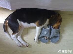 小狗睡觉翻白眼图片:你见过最奇特的狗狗睡姿是怎样的？ 小狗睡觉的时候翻白眼