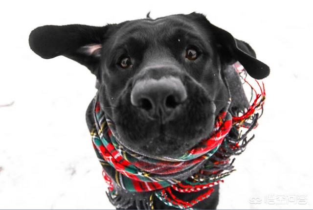 头条问答 金毛犬抽筋吃什么药 9个回答