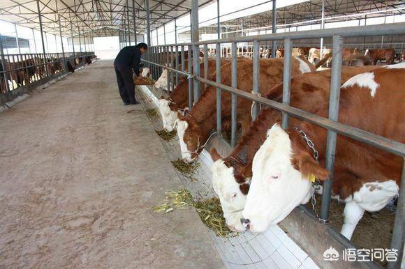 十大暴利养殖，10头母牛一年能赚多少钱，怎样养殖效益高
