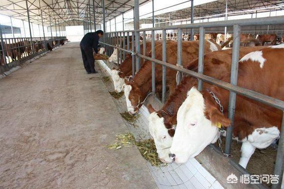养牛知识大全视频播放:10头母牛一年能赚多少钱，怎样养殖效益高？