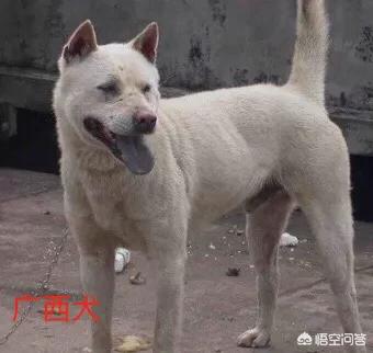 小土狗图片:土狗是否等于田园犬、串串狗？