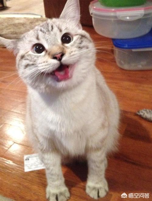 猫怎么知道自己是猫？