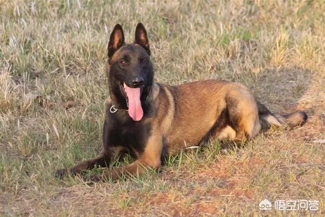 狼青犬打架视频:狼青，昆明犬，马犬还有德牧性格如何？