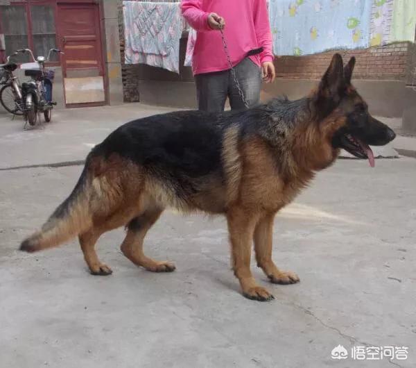 军犬图片:狼青，昆明犬，马犬还有德牧性格如何？