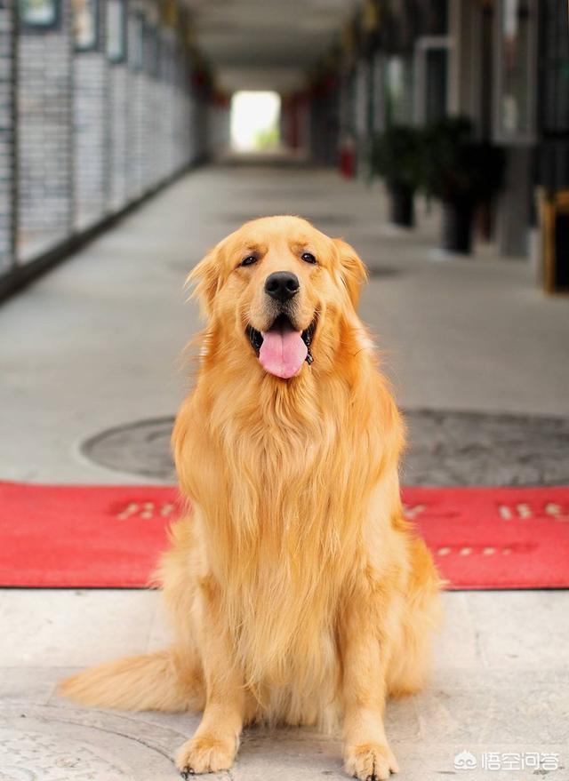 大丹犬吃什么长的大:喂什么才能让金毛长得胖，太瘦了？