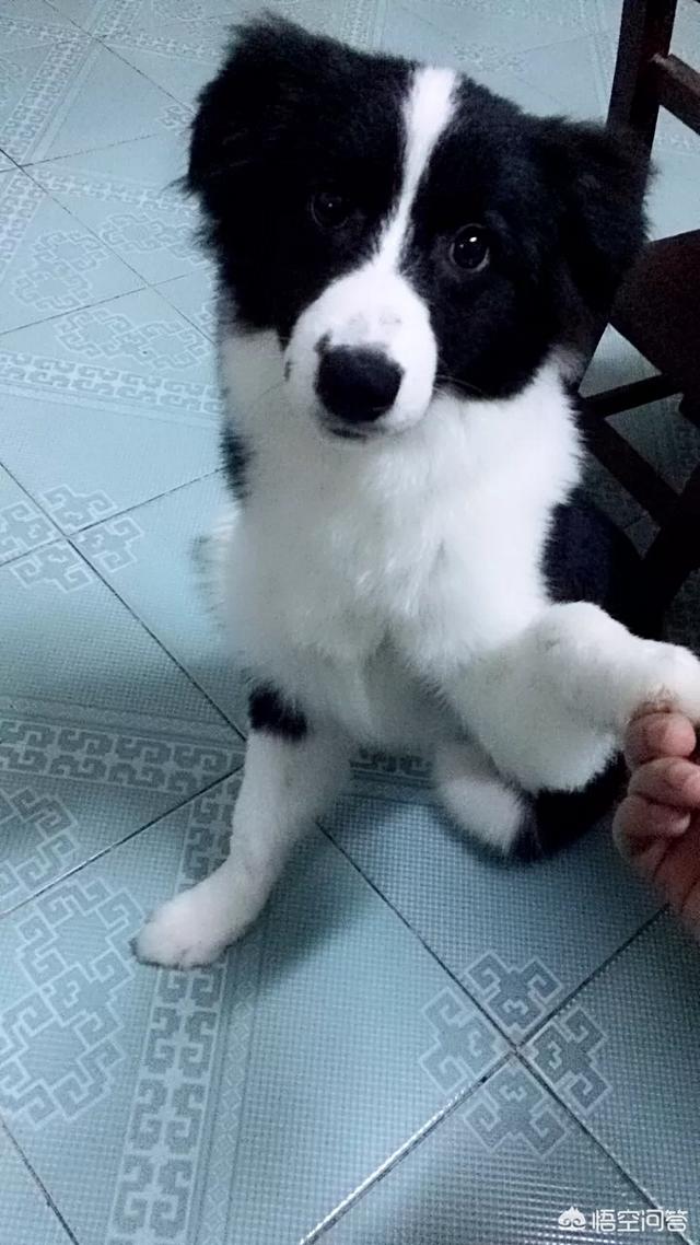 边境牧羊犬性格如何:边境牧羊犬除了聪明，还有什么优点？