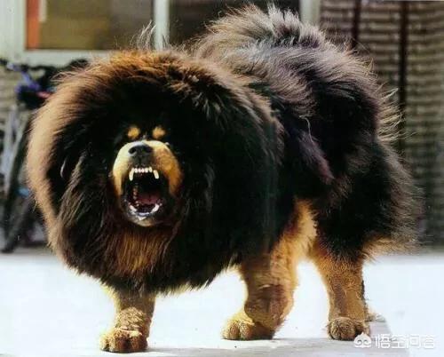 藏獒咬死主人:中华田园犬在主人不给食物的情况下会反过来咬主人吗？