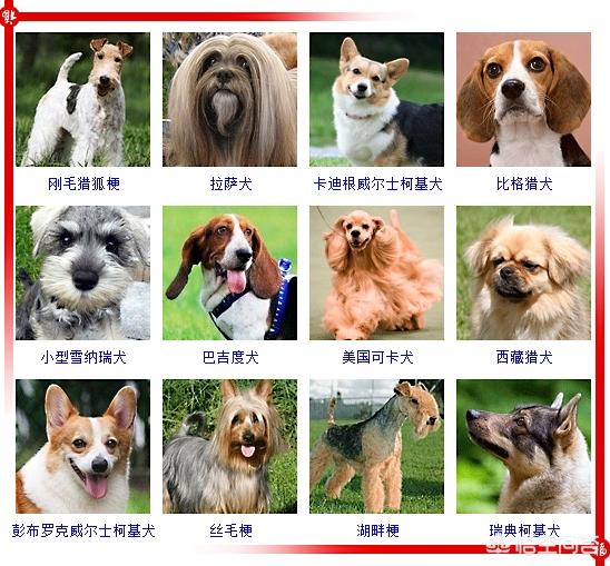 450只宠物狗品种图片大全:现存的狗狗有450多种，常见的有哪些呢？