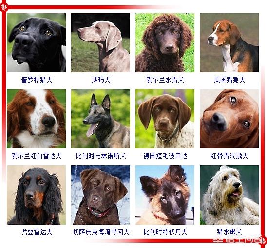 450只宠物狗品种图片大全:现存的狗狗有450多种，常见的有哪些呢？