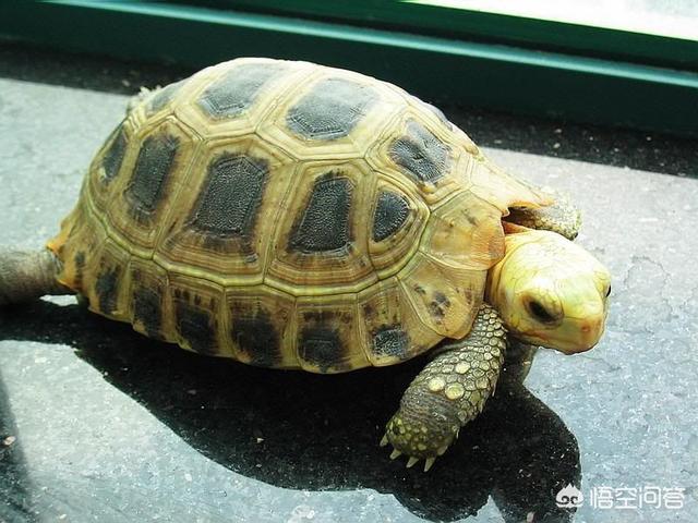 头条问答 - 小陆地龟怎么养?(4个回答)