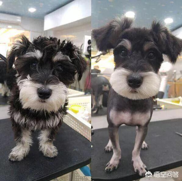 香蕉小狗造型做法大全:香蕉造型做法大全图片 你会自己给狗狗做造型吗？