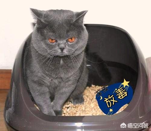 猫咪肾衰的原因:由尿结石引起的猫咪肾衰竭怎么治疗？