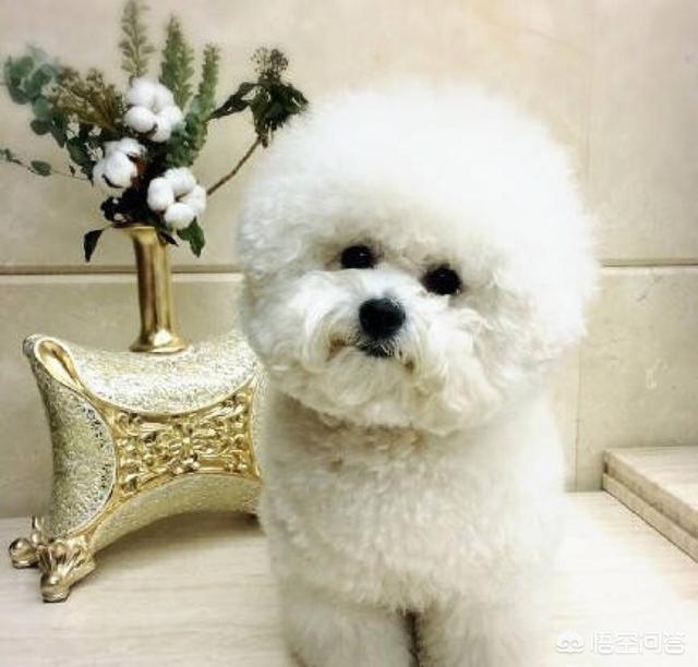 养宠物狗狗:养一只宠物猫或宠物狗，究竟好不好呢？