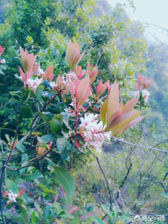 头条问答 又到吃花的季节 在云南有哪些花可以买回去吃 明日清风zhou的回答 0赞