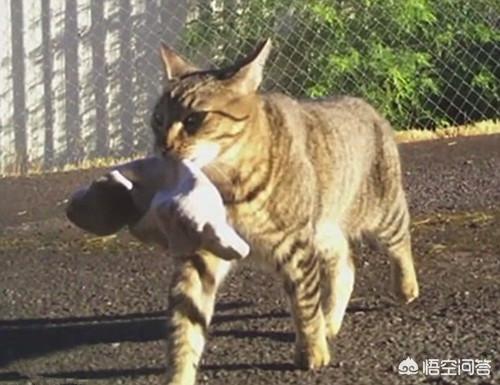 家家猫:流浪猫会去寻找可以收养自己的家庭吗？ 家家猫跨境电商