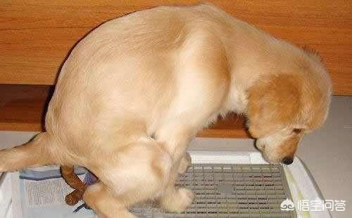 狗狗训练教程:狗狗训练科目有没有先后顺序？