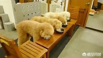 狗狗训练教程:狗狗训练科目有没有先后顺序？