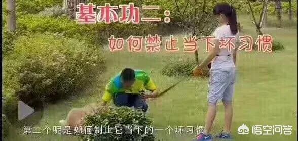狗指甲套:对狗狗做哪些事等于让狗狗“慢性自杀”？