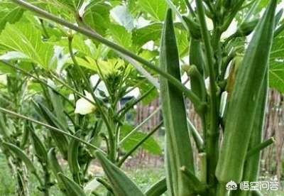 为什么越来越多的人喜欢特色蔬菜？