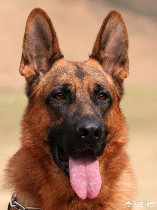男子被牧羊犬袭击:养了5年的牧羊犬，把主人咬得血肉模糊，你怎么看？