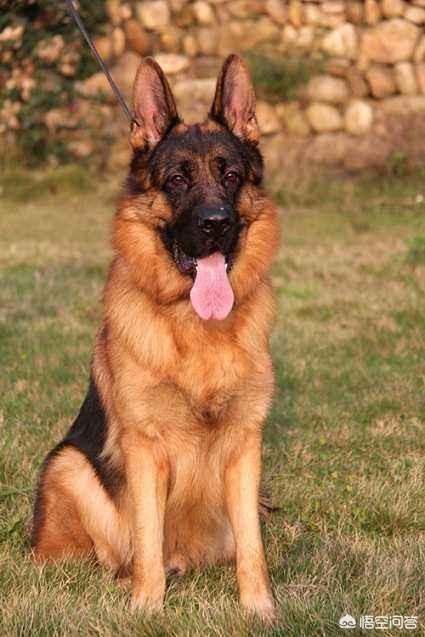男子被牧羊犬袭击:养了5年的牧羊犬，把主人咬得血肉模糊，你怎么看？