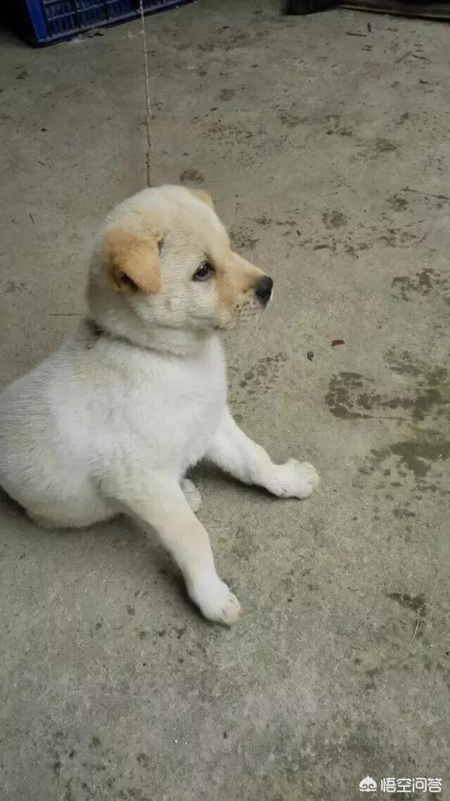 中华田园犬图片简笔画:你见过哪些长得特别好看的中华田园犬？