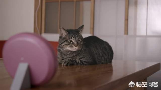 花狸猫游戏社区在线全集观看:失散多年再相见，猫咪还会记得自己的家人吗？