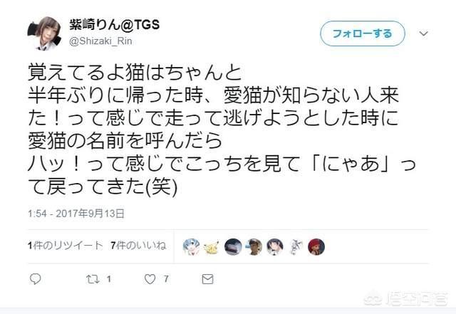 花狸猫游戏社区在线全集观看:失散多年再相见，猫咪还会记得自己的家人吗？