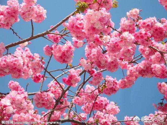 头条问答 花开堪折直须折 莫待无花空折枝 怎么对 73个回答