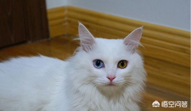 狮子猫:狮子猫只吃猫粮可以吗？狮子猫除了猫粮还吃什么？