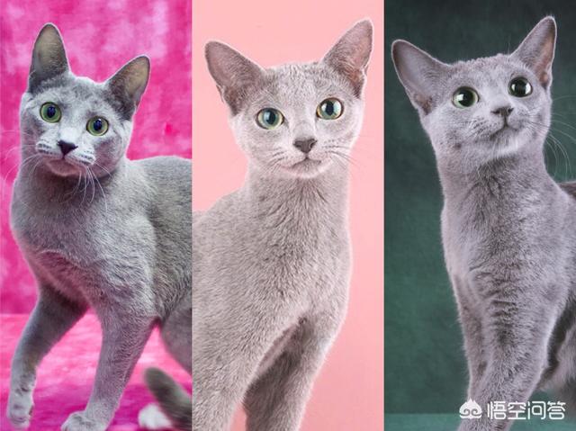 西伯利亚森林猫舍:养一只俄罗斯蓝猫是一种怎么样的感觉？