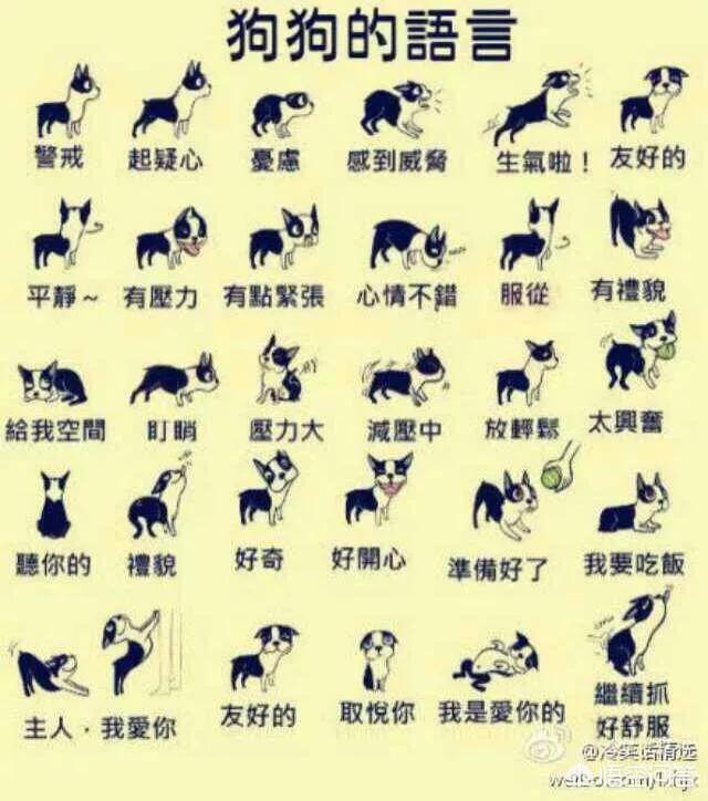 白色雪纳瑞没有睫毛:白色雪纳瑞是基因突变?是毛病多吗？ 雪纳瑞有纯白色的吗