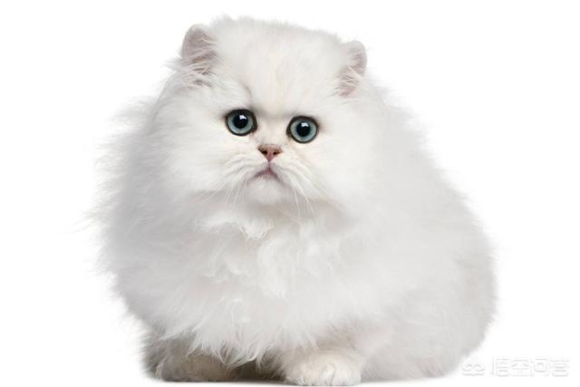 波斯猫儿 绝版视频:世界上最好看的猫是什么猫？