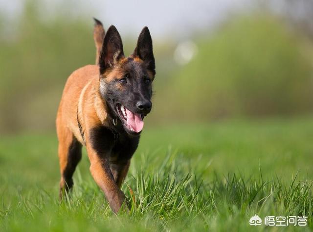 卡斯罗幼犬什么时候打疫苗:狗狗多大的时候打疫苗比较好？