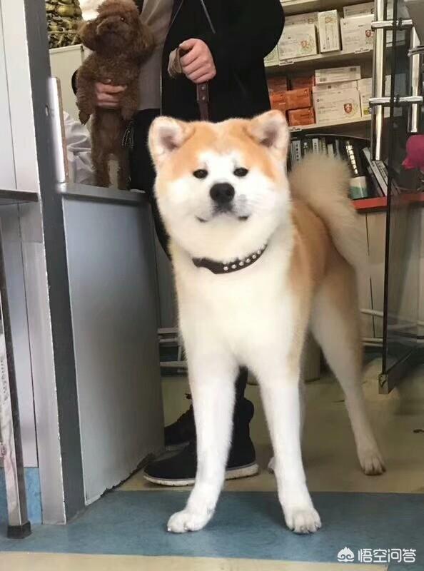 贪吃狗零食:拉布拉多犬非常贪吃，但有什么是绝对不能给它吃的？
