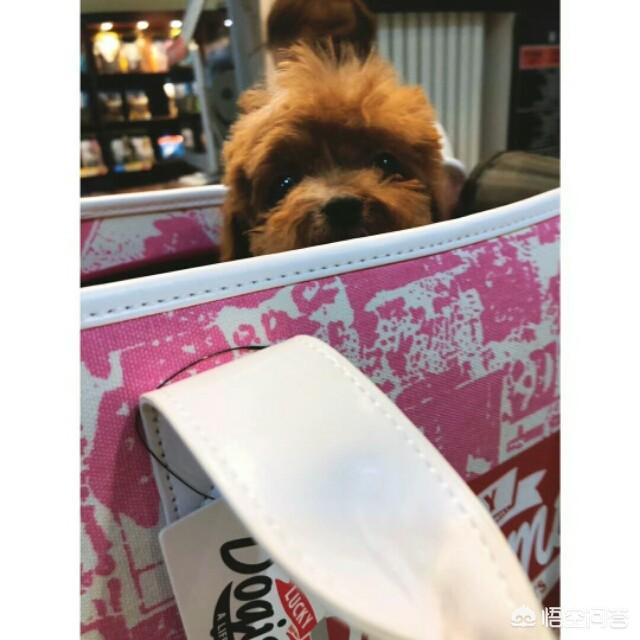 贪吃狗零食:拉布拉多犬非常贪吃，但有什么是绝对不能给它吃的？