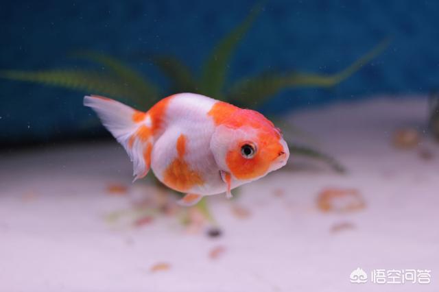 家里养鱼多久换一次水?:家里养的鱼需要多久换一次水？