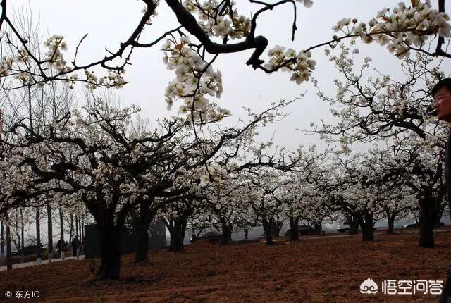 头条问答 梨树人工授粉时如何采花和人工制粉 漫行草木间的回答 0赞
