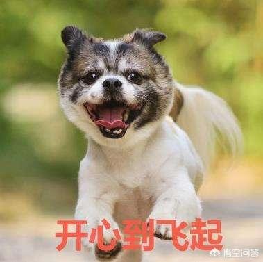 警犬狗链子怎么戴:请问各位养汪的朋友，我家狗狗不爱带项圈怎么办？ 警犬专用狗脖套怎么戴